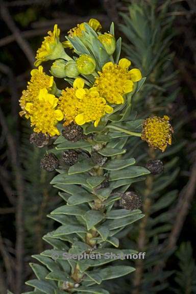 euryops lateriflorus 1 graphic